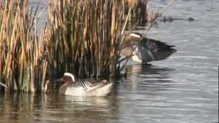 Natuurfilm de Makkumer Waard deel 12  Henry Spruyt [upl. by Lisle]