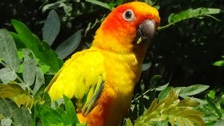 Aratinga solstitialis  Linnaeus 1758  Psittacidae  Conure soleil  Zoologique Paris 092014 [upl. by Alle]