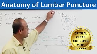 Lumbar Puncture  LP  Spinal Tap  Anatomy [upl. by Aehs]