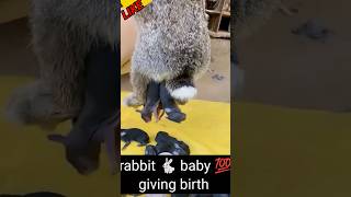 little rabbit giving birth 🥵 how little rabbit giving births  rabbitgivingbirth shorts [upl. by Reinhold675]