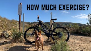 How Much Exercise Does an Australian Cattle Dog REALLY Need [upl. by Rafaellle]