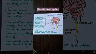 Central nervous system neet anatomy humannervoussystem [upl. by Wulf]