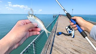 I TOSSED a LIVE BAITFISH off the Pier and Caught THIS Saltwater Fishing [upl. by Anaderol]