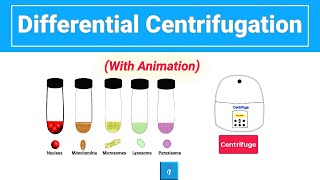 Differential Centrifugation Animation [upl. by Heyer]