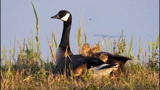 Canada Geese with Goslings [upl. by Aicenev]