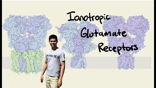 Introduction to Glutamate Receptors [upl. by Lotte811]