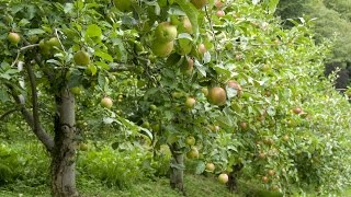 How to Grow Apple Trees  Complete Growing Guide [upl. by Aloibaf151]