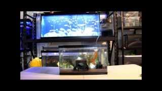 How To Set Up An Axolotl Tank HD [upl. by Roxine]