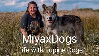 MiyaxDogs  Life with Lupine Dogs  Walking a Wolfdog [upl. by Auohc605]