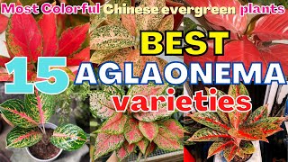 100 AGLAONEMA Species  Aglaonema Plant Varieties with ID  Aloe types  Plant and Planting [upl. by Vilberg562]