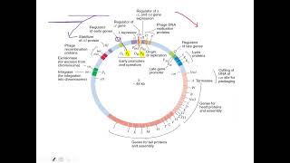 Lecture 4 Regulation of gene expression in phage lambda [upl. by Chaddy]