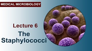 Lecture 6  The staphylococci [upl. by Cybill88]