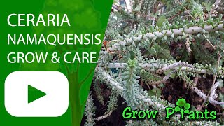 Ceraria namaquensis  grow amp care Portulacaria namaquensis [upl. by Harbot]