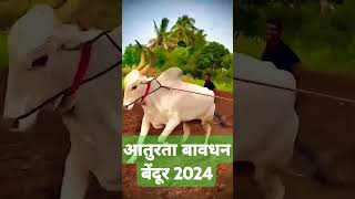 bavdhan bendur 2024 bull cow love youtube msrtc [upl. by Nnyl]