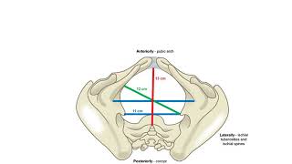 ANATOMY OF FEMALE PELVISampFETAL SKULL Dr Mamdouh Sheeba [upl. by Malita]