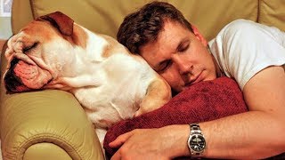 Dog Want Sleep in Owners Bed Compilation 2018 [upl. by Kecaj]