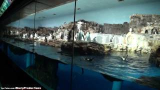 Penguin Encounter at SeaWorld Orlando [upl. by Almeida379]