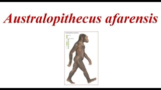 Australopithecus afarensis [upl. by Kyte]