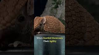 World of Armadillos Natures Armor Unveiled [upl. by Anawaj]