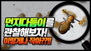 먼지다듬이를 관찰해보자 booklice [upl. by Lleirbag]