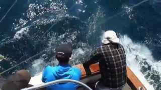 Tagging and tracking North Atlantic blue sharks off the coast of Nova Scotia [upl. by Nations474]