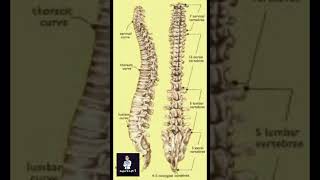 Lumbar vertebrae [upl. by Si593]