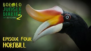 Hornbills Mystical and Majestic  Borneo Jungle Diaries S02E04  SZtv [upl. by Barra705]