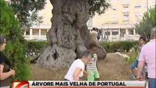 Oldest Olive Tree in Portugal 2850 years [upl. by Farah]