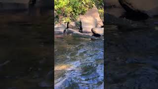 🌀 natureshorts watersounds relaxing [upl. by Nnylkoorb955]