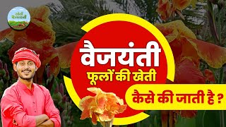 वैजयंती के फूल की खेती फायदें और मुनाफा की जानकारी  Vaijayanti Flower  Kheti Bagwani [upl. by Effie]