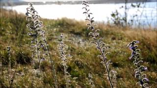 Iles aux coudres Quebec Canada [upl. by Glynias248]