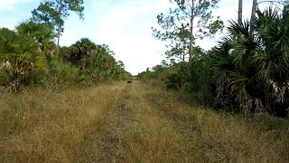 Florida Black Bear  Picayune Strand WMA Collier County FL [upl. by Drewett560]