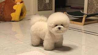 Cute Bichon Frise Puppies Videos Compilation – Cute And Funny Bichon Frise Moments 4 [upl. by Haggi]