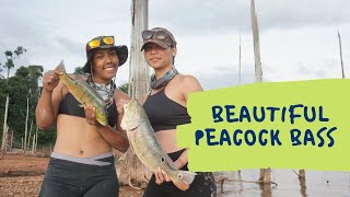 Peacock Bass Hunt Stuwmeer Suriname [upl. by Fates441]