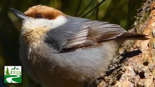 Nuthatch bird call  song  sound amp eating habits  Brown headed [upl. by Cordeelia]