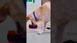 मेरा डॉगी क्यों रोने लगा😭 funnydogs shorts [upl. by Eilssel]