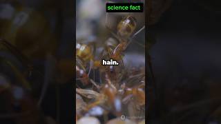 Ant colony l science fact shorts sciencefact [upl. by Ykciv]