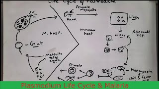 Plasmodium Life Cycle amp Malaria class 12 biology Human health amp disease plasmodium sporozoites [upl. by Eittol643]