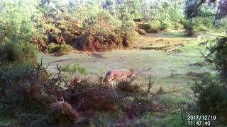 Lobos en Galicia [upl. by Terencio]