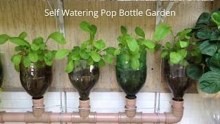 Bottle Garden The Incredible Self Watering Pop Grow System [upl. by Moonier]