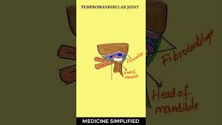 TMJ Anatomy  Temporomandibular Joint Anatomy  Jaw Joint Anatomy anatomy tmj [upl. by Aelsel]