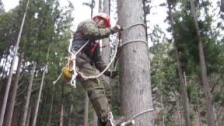 Japanese traditional tree climbing [upl. by Ayik]