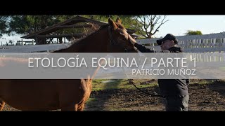 Mundo de Caballos  Programa 47  La etología equina Parte 1 [upl. by Yliah]