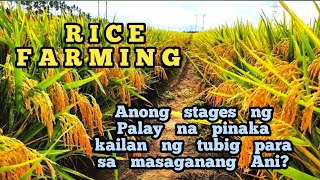 Ano ang Stages sa Palay ang pinaka kailan ng tubig para sa masaganang ani  Rice Farming [upl. by Borlase580]