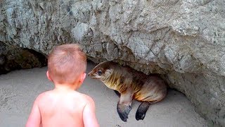 BABY VS SEA LION [upl. by Lednar788]