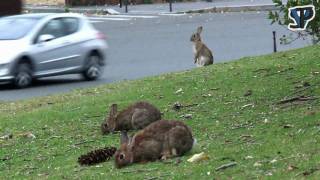 Les lapins de la Porte Maillot [upl. by Taran]