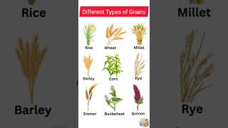 Different types of grains  grains name [upl. by Joacimah674]