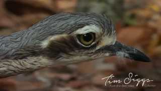 Bush Stone Curlew  Burhinus grallarius  HD Video Clip 1 Australian Bird Media [upl. by Ocire]