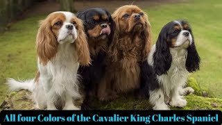 Cavalier Colors The Mesmerizing World of Cavalier King Charles Spaniel Colors [upl. by Fauman]