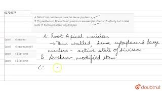 A Cells of root meristematic zone has dense cytoplasm B Chrysanthemum Pineapple and [upl. by Ekenna844]
